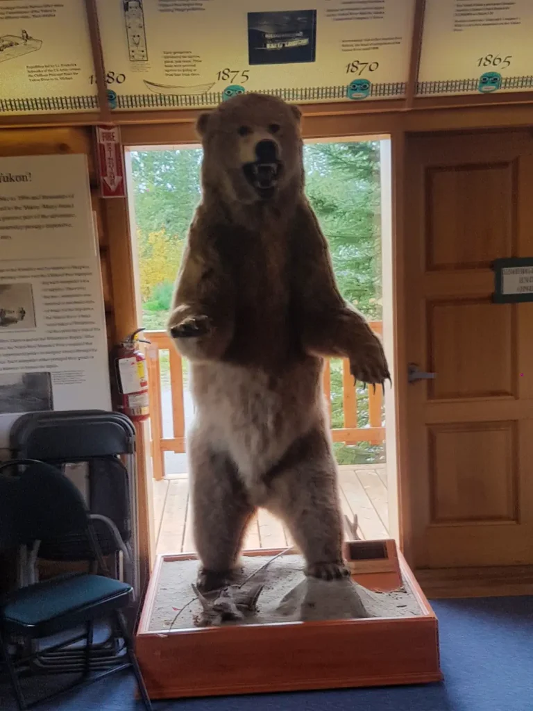 Mounted Grizzly Bear on display inside the Campbell Region Interpretive Centre