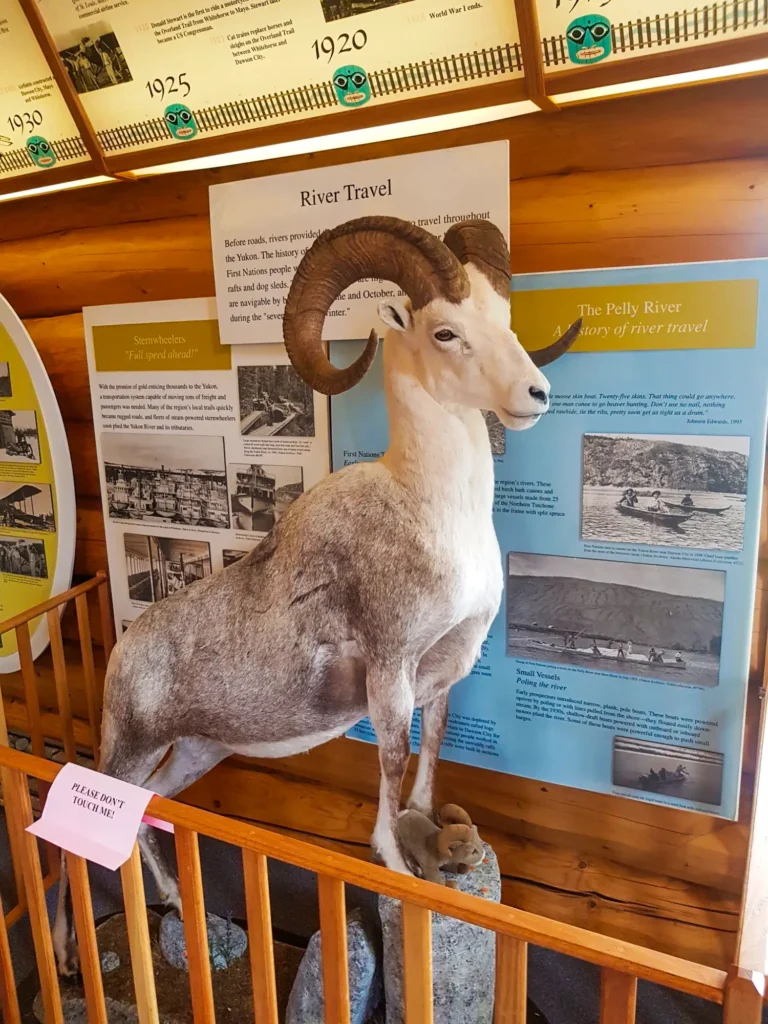 Mounted sheep on display inside the Campbell Region Interpretive Centre